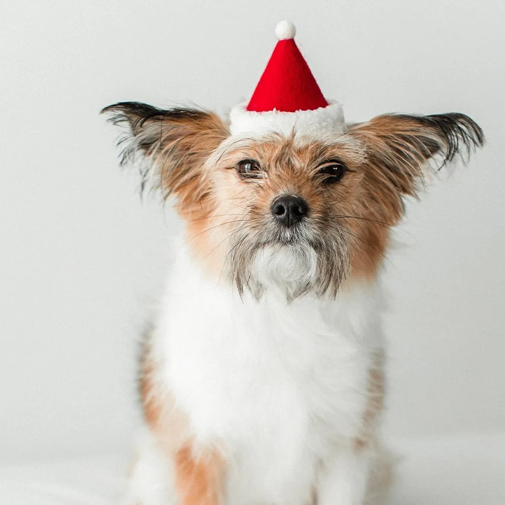 Holiday Dog Hat Santa