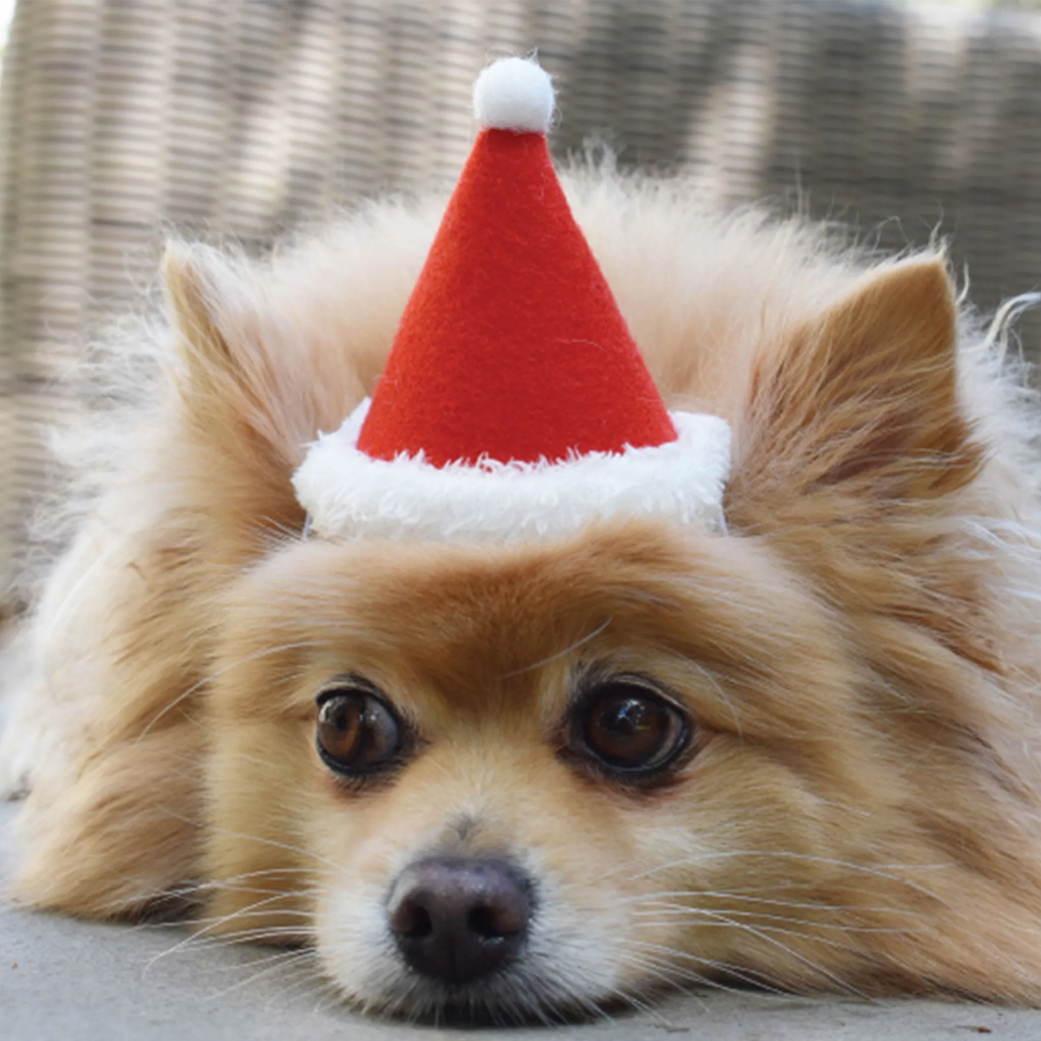 ModernBeast Holiday Hat - Red