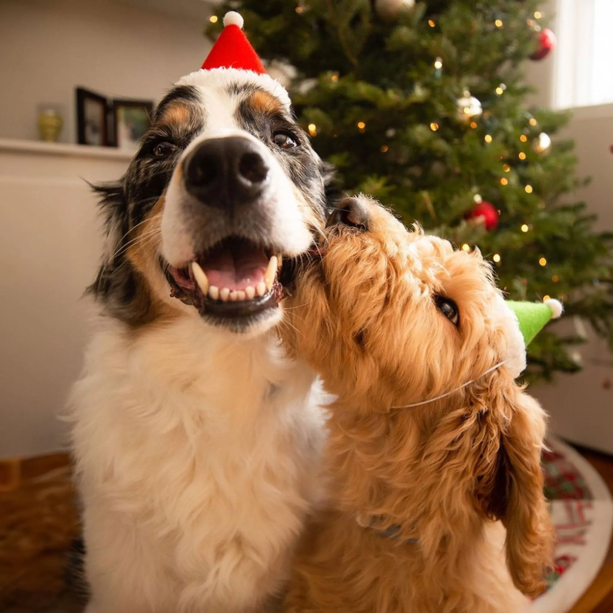 ModernBeast Holiday Hat - Red