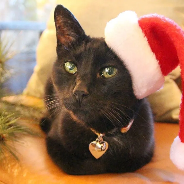 Pet Santa Hat - Christmas Photo Prop | X-Small Mini Size for Cats, Kittens   Small Dogs