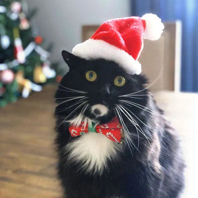 Pet Santa Hat - Christmas Photo Prop | X-Small Mini Size for Cats, Kittens   Small Dogs