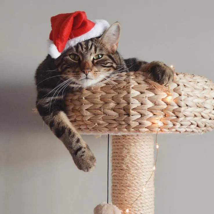 Pet Santa Hat - Christmas Photo Prop | X-Small Mini Size for Cats, Kittens   Small Dogs